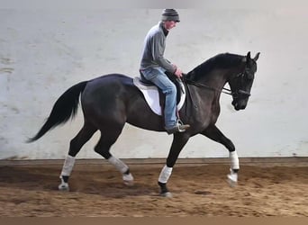 Más caballos centroeuropeos, Caballo castrado, 4 años, Negro