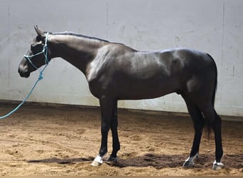 Más caballos centroeuropeos, Caballo castrado, 4 años, Negro