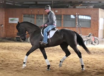 Más caballos centroeuropeos, Caballo castrado, 4 años, Negro