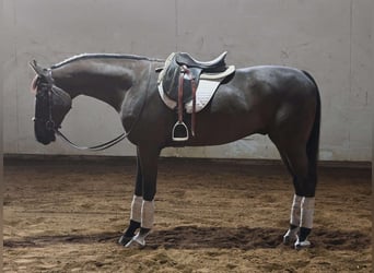 Más caballos centroeuropeos, Caballo castrado, 4 años, Negro