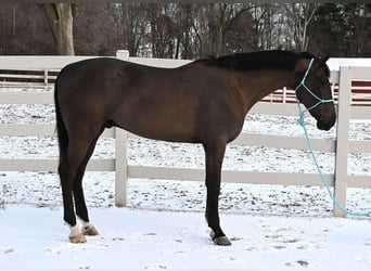 Más caballos centroeuropeos, Caballo castrado, 4 años, Negro