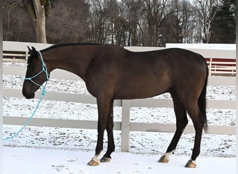 Más caballos centroeuropeos, Caballo castrado, 4 años, Negro