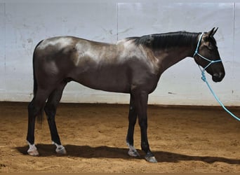 Más caballos centroeuropeos, Caballo castrado, 4 años, Negro