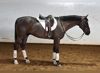 Más caballos centroeuropeos, Caballo castrado, 4 años, Negro