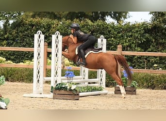 Más caballos centroeuropeos, Caballo castrado, 5 años, 127 cm, Alazán