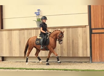 Más caballos centroeuropeos, Caballo castrado, 5 años, 127 cm, Alazán