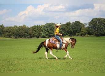 Más caballos centroeuropeos, Caballo castrado, 5 años, 145 cm, Tobiano-todas las-capas