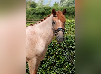 Más caballos centroeuropeos, Caballo castrado, 5 años, 152 cm, Ruano alazán