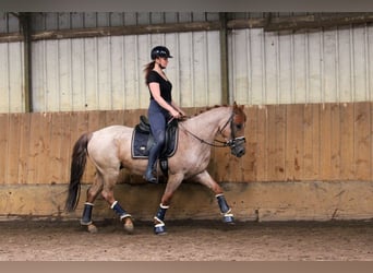 Más caballos centroeuropeos, Caballo castrado, 5 años, 152 cm, Ruano alazán