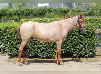 Más caballos centroeuropeos, Caballo castrado, 5 años, 152 cm, Ruano alazán