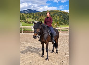 Más caballos centroeuropeos, Caballo castrado, 5 años, 153 cm, Castaño oscuro