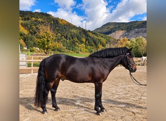Más caballos centroeuropeos, Caballo castrado, 5 años, 153 cm, Castaño oscuro