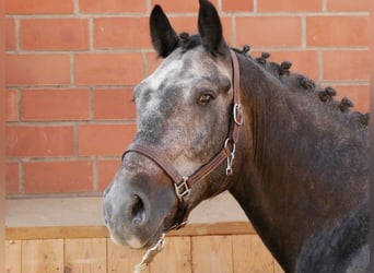 Más caballos centroeuropeos Mestizo, Caballo castrado, 5 años, 154 cm