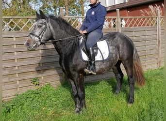 Más caballos centroeuropeos Mestizo, Caballo castrado, 5 años, 154 cm