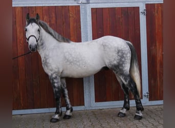 Más caballos centroeuropeos Mestizo, Caballo castrado, 5 años, 155 cm