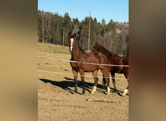 Más caballos centroeuropeos, Caballo castrado, 5 años, 155 cm, Castaño