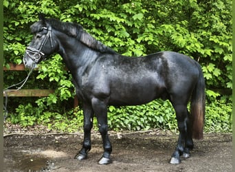 Más caballos centroeuropeos, Caballo castrado, 5 años, 155 cm, Tordillo negro