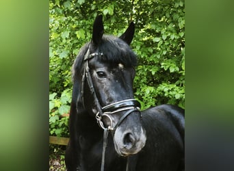 Más caballos centroeuropeos, Caballo castrado, 5 años, 155 cm, Tordillo negro