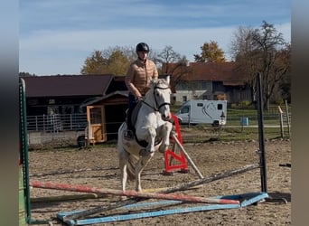Más caballos centroeuropeos, Caballo castrado, 5 años, 155 cm, Tordo ruano