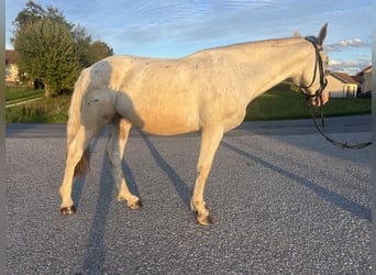 Más caballos centroeuropeos, Caballo castrado, 5 años, 155 cm, Tordo ruano