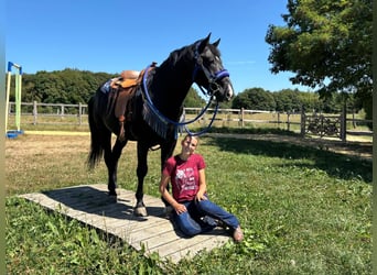 Más caballos centroeuropeos, Caballo castrado, 5 años, 156 cm, Negro