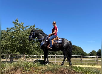Más caballos centroeuropeos, Caballo castrado, 5 años, 156 cm, Negro