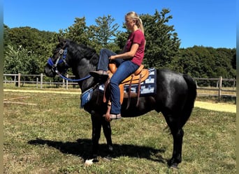 Más caballos centroeuropeos, Caballo castrado, 5 años, 156 cm, Negro