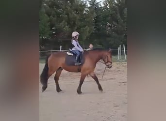 Más caballos centroeuropeos, Caballo castrado, 5 años, 157 cm, Castaño claro