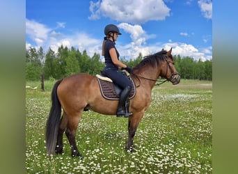 Más caballos centroeuropeos, Caballo castrado, 5 años, 157 cm, Castaño claro
