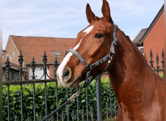 Más caballos centroeuropeos, Caballo castrado, 5 años, 158 cm, Alazán