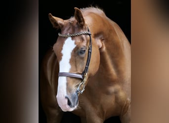 Más caballos centroeuropeos, Caballo castrado, 5 años, 160 cm, Alazán