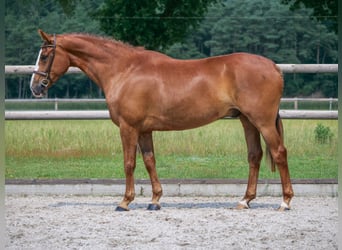 Más caballos centroeuropeos, Caballo castrado, 5 años, 160 cm, Alazán