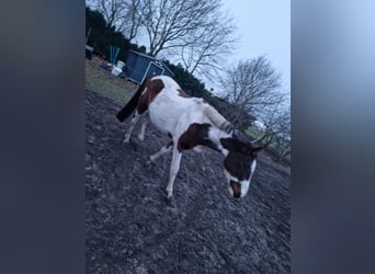 Más caballos centroeuropeos, Caballo castrado, 5 años, 160 cm