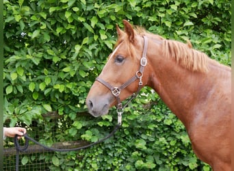 Más caballos centroeuropeos, Caballo castrado, 5 años, 160 cm