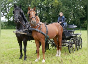 Más caballos centroeuropeos, Caballo castrado, 5 años, 160 cm