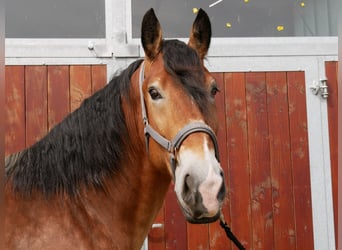 Más caballos centroeuropeos Mestizo, Caballo castrado, 5 años, 160 cm