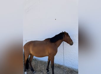 Más caballos centroeuropeos, Caballo castrado, 5 años, 160 cm, Castaño claro