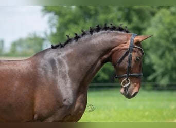 Más caballos centroeuropeos, Caballo castrado, 5 años, 160 cm, Castaño rojizo