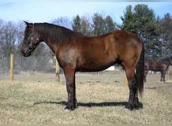 Más caballos centroeuropeos, Caballo castrado, 5 años, 160 cm, Castaño rojizo