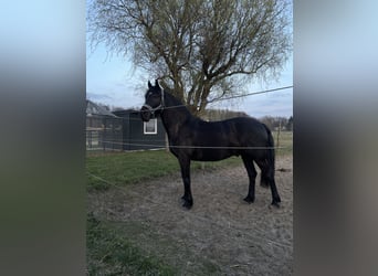 Más caballos centroeuropeos, Caballo castrado, 5 años, 160 cm, Negro