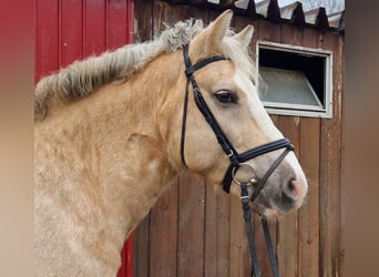 Más caballos centroeuropeos Mestizo, Caballo castrado, 5 años, 160 cm, Palomino