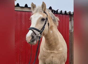 Más caballos centroeuropeos Mestizo, Caballo castrado, 5 años, 160 cm, Palomino