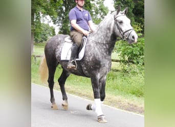 Más caballos centroeuropeos, Caballo castrado, 5 años, 160 cm, Tordo rodado
