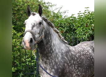 Más caballos centroeuropeos, Caballo castrado, 5 años, 160 cm, Tordo rodado
