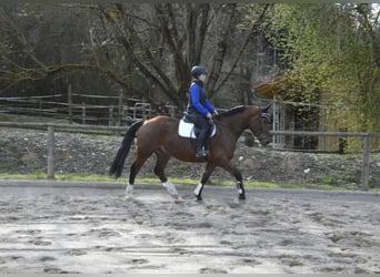 Más caballos centroeuropeos, Caballo castrado, 5 años, 161 cm, Castaño
