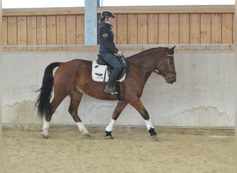 Más caballos centroeuropeos, Caballo castrado, 5 años, 161 cm, Castaño