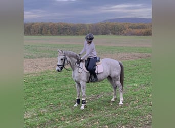 Más caballos centroeuropeos, Caballo castrado, 5 años, 161 cm, Tordo