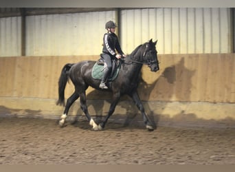 Más caballos centroeuropeos, Caballo castrado, 5 años, 162 cm, Negro
