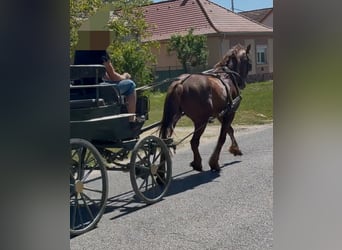 Más caballos centroeuropeos Mestizo, Caballo castrado, 5 años, 163 cm, Alazán-tostado