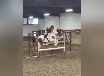 Más caballos centroeuropeos Mestizo, Caballo castrado, 5 años, 163 cm, Pío